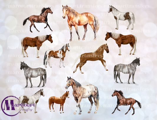 HORSES ELEMENTS